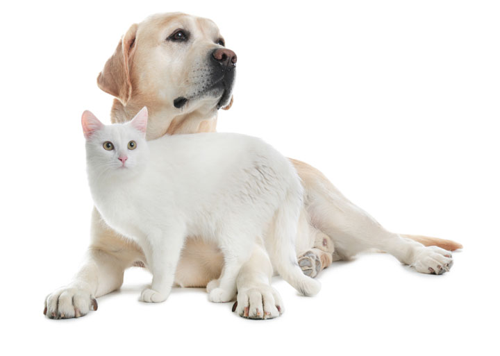 OHRA katten en hondenverzekering