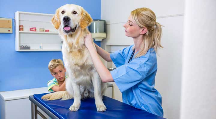 hond bij de dierenarts hond bij de dierenarts