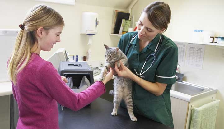 kat bij de dierenarts kat bij de dierenarts