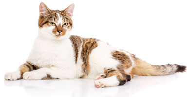 Kattenverzekering